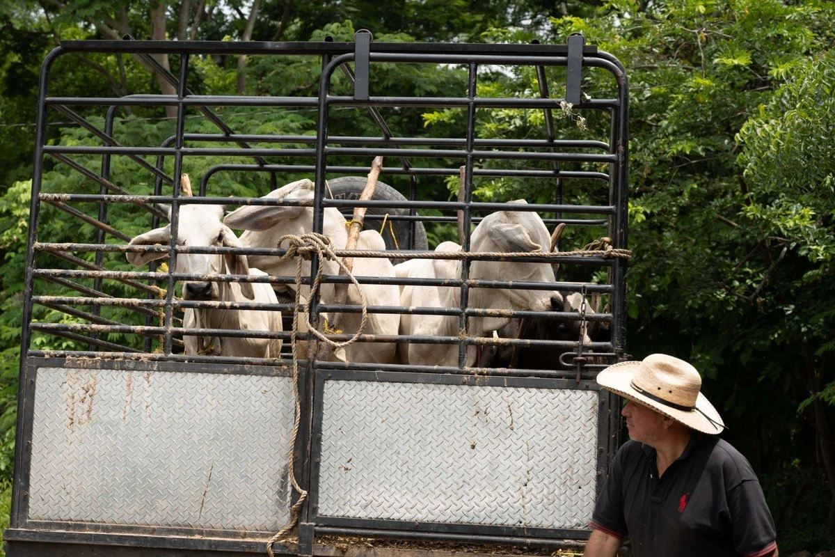 A un año de que se detectó el primer caso de gusano barrenador, el sector ganadero señaló que las pérdidad por el cierre de la frontera asciende a más de 3 mil millones de pesos. Foto 