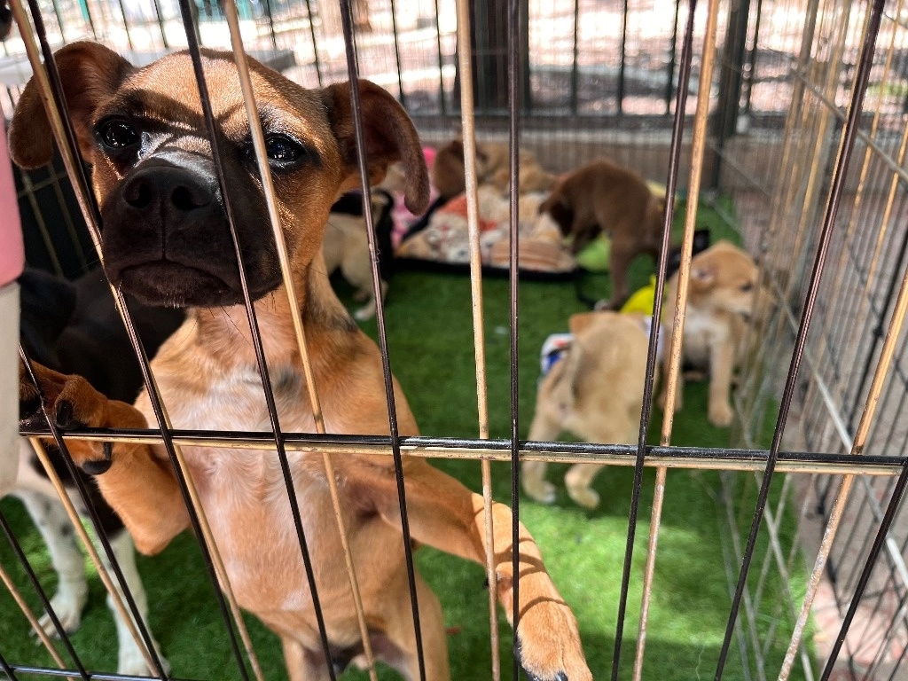 La gobernadora Delfina Gómez Álvarez, abordó el tema el 6 de octubre, cuando anunció el impulso de un programa de control de la sobrepoblación de animales de compañía en situación de calle. Foto Luis Castillo / Archivo