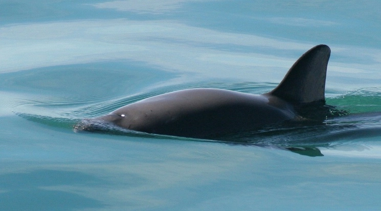 Sólo queda una decena de vaquitas marinas en el Alto Golfo de California. Foto Ap