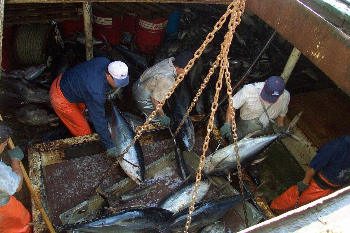 La Jornada - Habrá veda de dos meses para pesca comercial de atunes