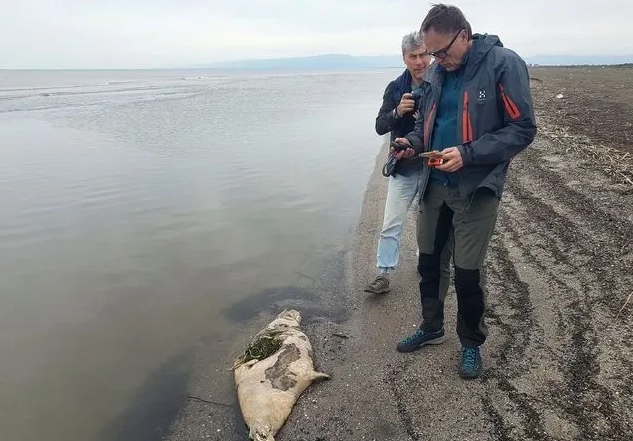 En 2021 hallaron cadáveres de focas a orillas del mar Caspio. Foto Afp /Archivo