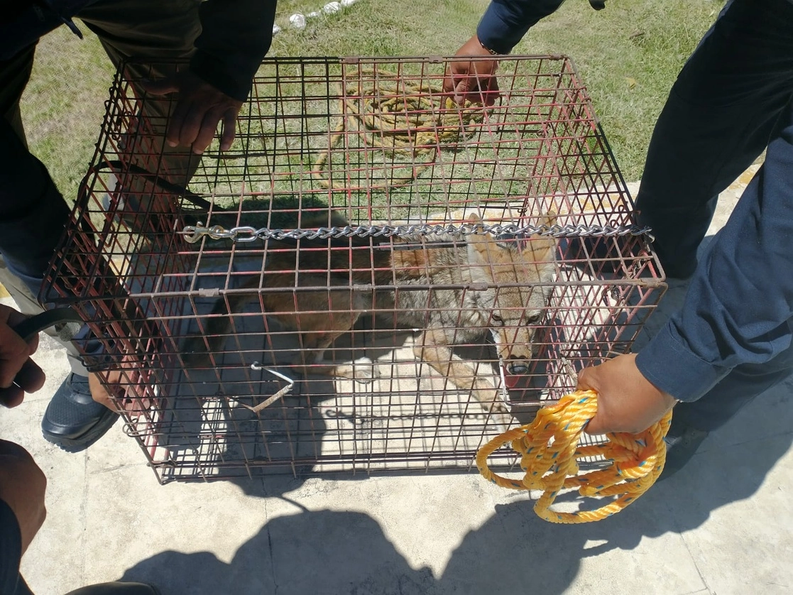 El coyote fue hallado en el Colegio de Bachilleres, ubicado en el poblado de Xometla, del municipio de Acolman, Edomex. Foto La Jornada