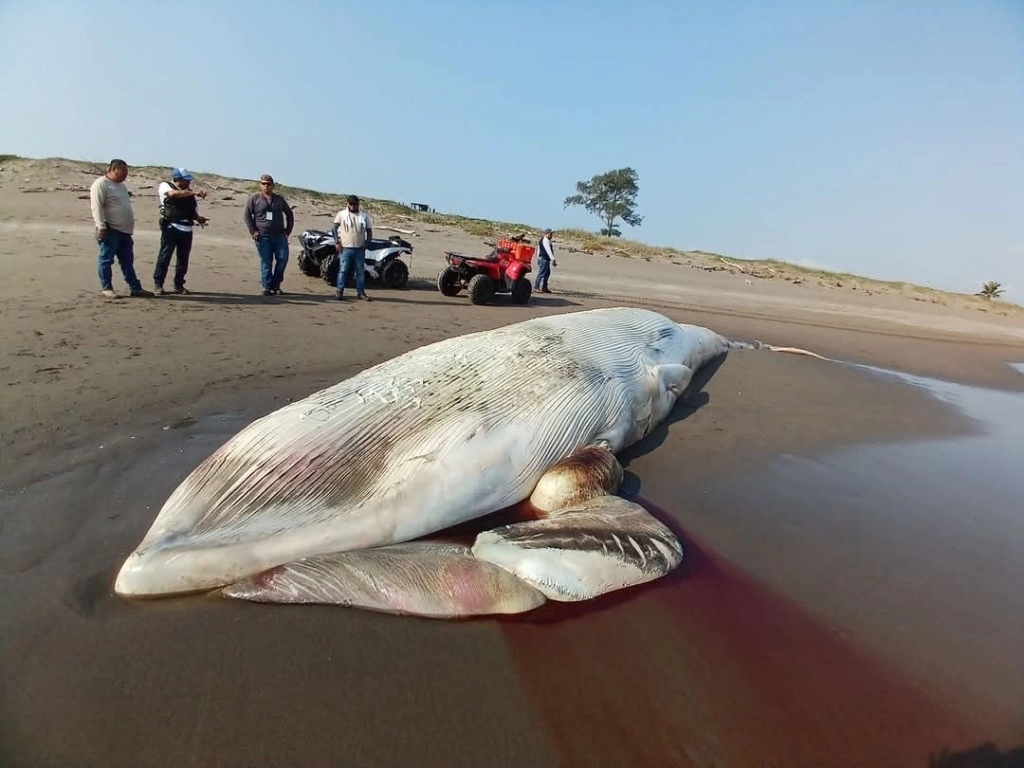 Las autoridades acordonaron la zona para evitar riesgos al turismo, ya que aún se desconocen las causas del varamiento. Aunque el cuerpo no muestra señales de mordeduras, se espera el dictamen oficial para determinar la causa de su muerte. Foto Carlos Nava

