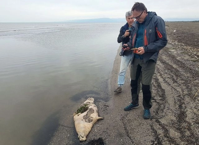 Las imágenes muestran varios cadáveres de foca varados en la playa. Foto del centro de investigación "Mamíferos marinos" de Moscú / Afp 