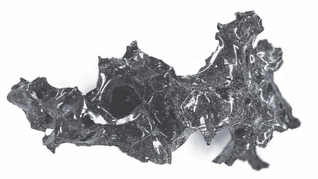 El cerebro vitrificado tiene el aspecto de una piedra negra brillante. Imagen tomada del sitio web de ‘The New England Journal of Medicine’