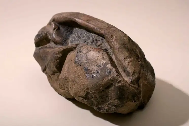 Científicos en Chile confirmaron el hallazgo del fósil de un huevo gigante de 66 millones de años, perteneciente a un reptil marino que vagó por la Antártida junto con los dinosaurios. Foto Museo de Historia Natural chileno / Afp
