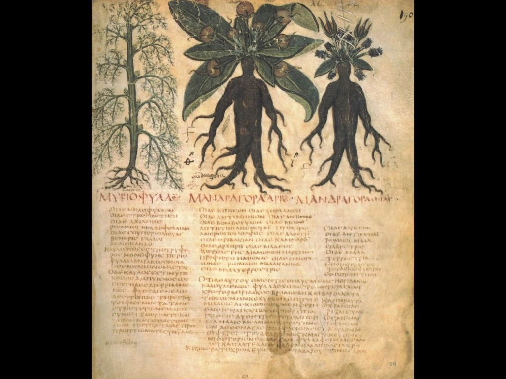 Los alcaloides hallados en el cabello analizado se encuentran en plantas como la mandrágora, el beleño o el pino piñonero. Imagen de Dioscorides, De materia medica, siglo VII, Napoles Biblioteca Nazionale, Cod Gr 1 f.90. Foto de Creative Commons: Irene González Hernando y Azucena Hernández Pérez (2013), Mandrágora, Base de datos digital de iconografía medieval. Universidad Complutense de Madrid