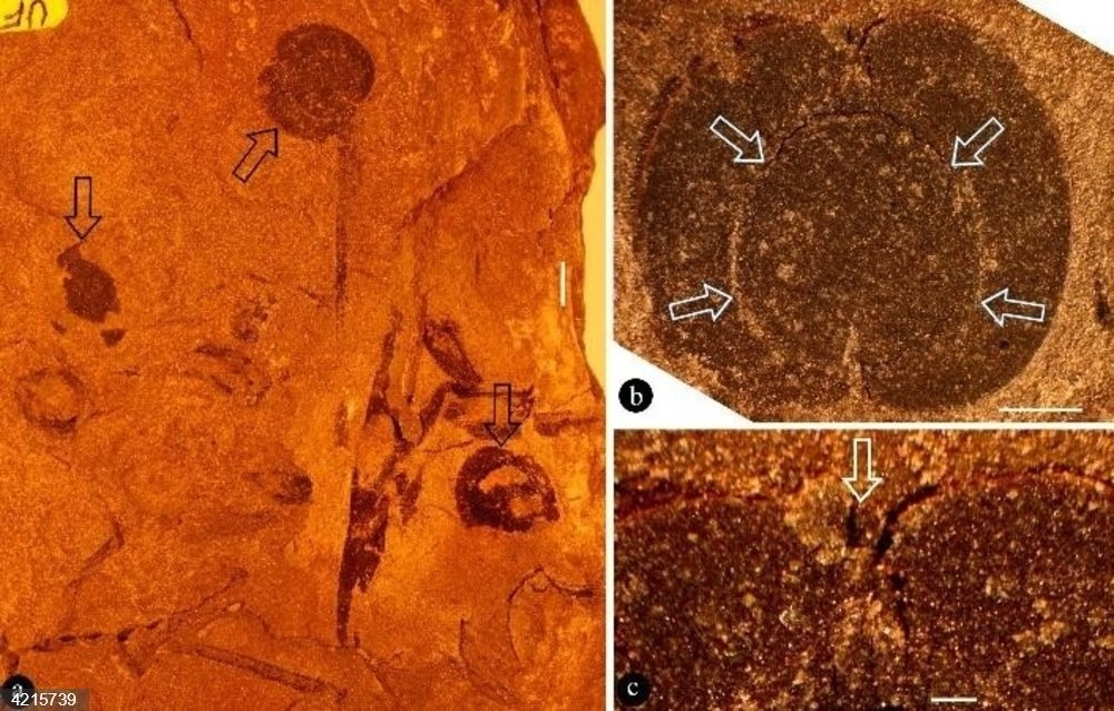 Morfología general de 'Dilcherifructus' mexicana y sus detalles. Foto Nigpas