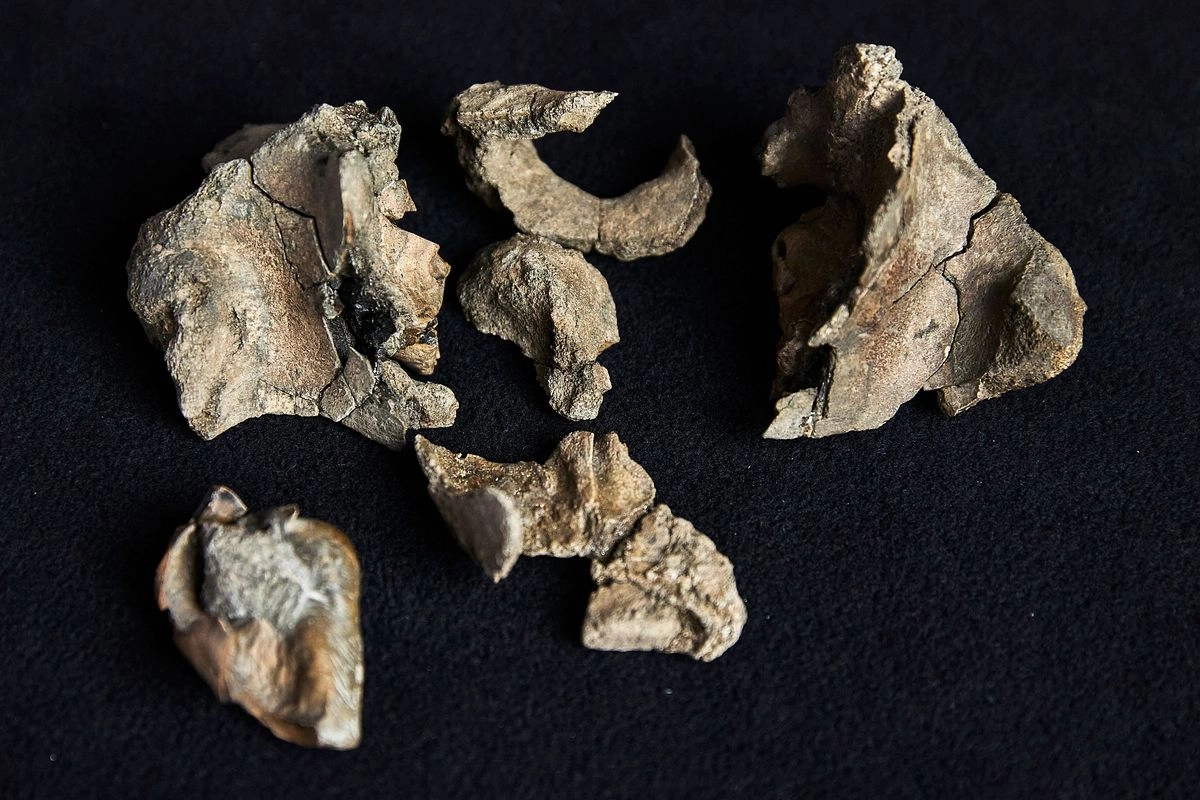 En la imagen se observan partes del cráneo fósil de un 'Janjucetus dullardi'. Científicos australianos descubrieron una ballena de dientes afilados que merodeaba los mares hace 26 millones de años, afirmando que la especie era "engañosamente adorable", pero no inofensiva. Foto 
