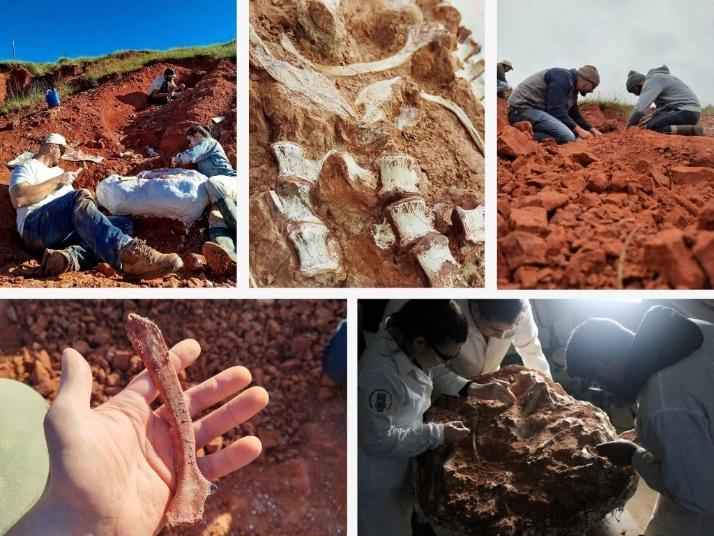 Paleontólogos de la UFSM señalaron que la especie podría estar entre los dinosaurios más antiguos del mundo, se encuentra casi completo y muy bien conservado. Foto Afp