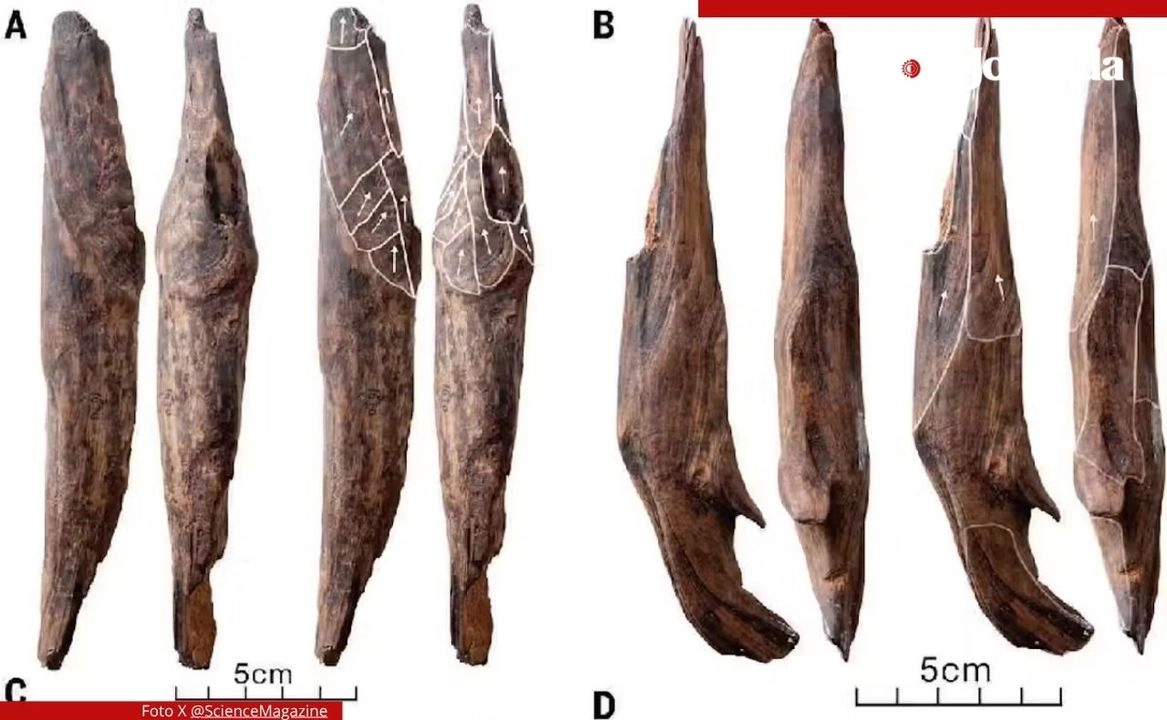 Herramientas de madera de Gantangqing, China. Con base en ellos, los científicos sospechan que los antepasados humanos de Asia Oriental probablemente siguieron una dieta basada en plantas, con evidencias de piñones, avellanas, kiwis y tubérculos acuáticos encontrados en el yacimiento.