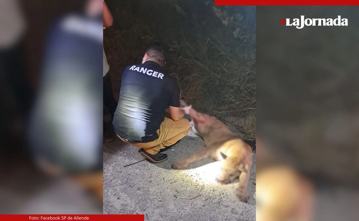 Parques y Vida Silvestre de Nuevo León confirmó que el animal se encontró en la noche del lunes 11 de agosto, y que el cuerpo fue retirado para evitar percances, así como también se utilizará para análisis con el objetivo de recabar información del animal fallecido.