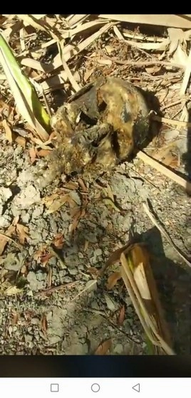 Imagen de uno de los restos humanos hallados. Foto Lindero Norte