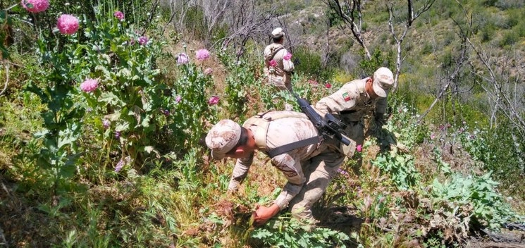 El sembradío de amapola se encontraba en un terreno agreste con una superficie de 3 mil 300 metros cuadrados. Foto cortesía Sedena