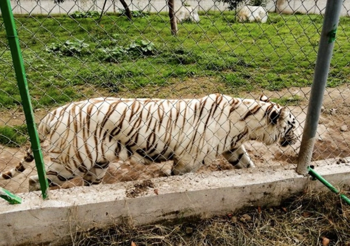 La fuga del tigre de Bengala ocurrió tras las afectaciones generadas por un disturbio tropical que ha provocado fuertes lluvias, derrumbes y la crecida del río San Marcos, el cual colapsó el refugio del felino.