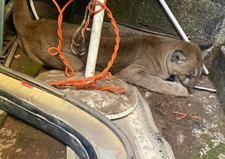 El felino fue localizado la tarde del sábado dentro del restaurante el cual se ubica en la colonia Álamos, del municipio de Tulancingo. Foto cortesía de Protección Civil Tulancingo