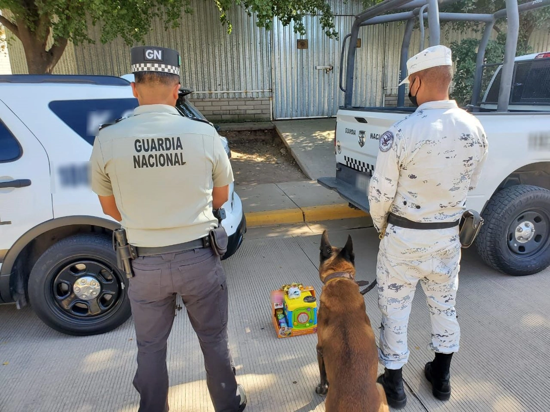 Cerca de mil pastillas de fentanilo fueron encontradas gracias a binomios caninos de la Guardia Nacional, ocultos dentro de un juguete didáctico, en Culiacán, Sinaloa. Foto cortesía de la GN