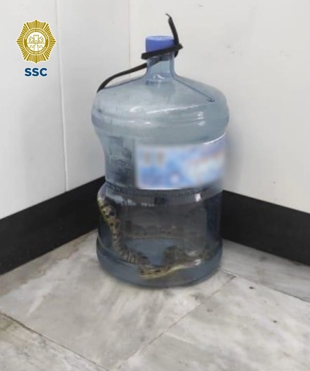 Tras recibir a la serpiente de aproximadamente un metro de largo, la resguardaron en un contenedor especial y la trasladaron a sus instalaciones ubicadas en Xochimilco para su valoración por un médico veterinario zootecnista. Foto SSC