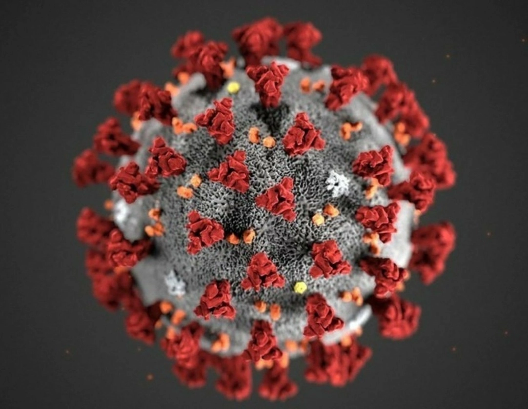 Científicos del Instituto Pasteur de París anunciaron que han descubierto en murciélagos del norte de Laos una cepa de virus muy parecida a la del SARS-CoV-2 que originó el Covid-19. Imagen Afp / Archivo