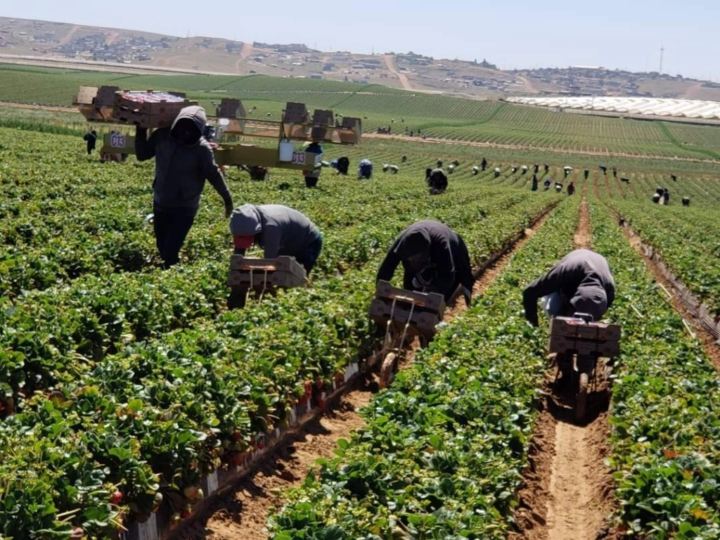 Muchas familias prefieren que los menores aprendan el trabajo en el campo en vez de educarse. Foto Sindicato Independiente Nacional Democrático de Jornaleros Agrícolas 