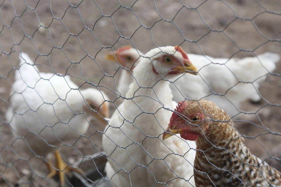 El Senasica ha aplicado la cuarentena interna en Sonora, Nuevo León y Jalisco, con el propósito de disminuir la posibilidad de diseminación del virus. Foto Cuartoscuro / archivo