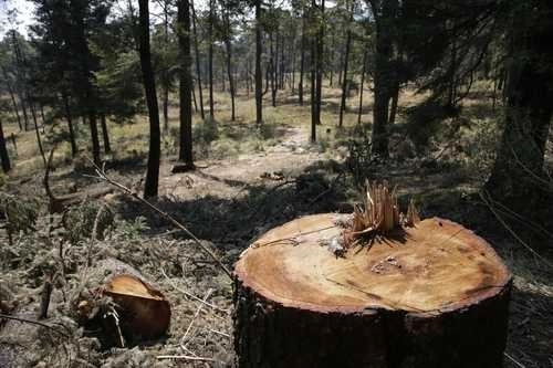Sólo 50 por ciento de la cobertura forestal conserva su condición primaria. Foto La Jornada / Archivo

