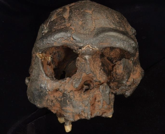 Réplica del cráneo de Homo erectus de Java, en imagen de 2021. Foto Natural History Museum / Europa Press
