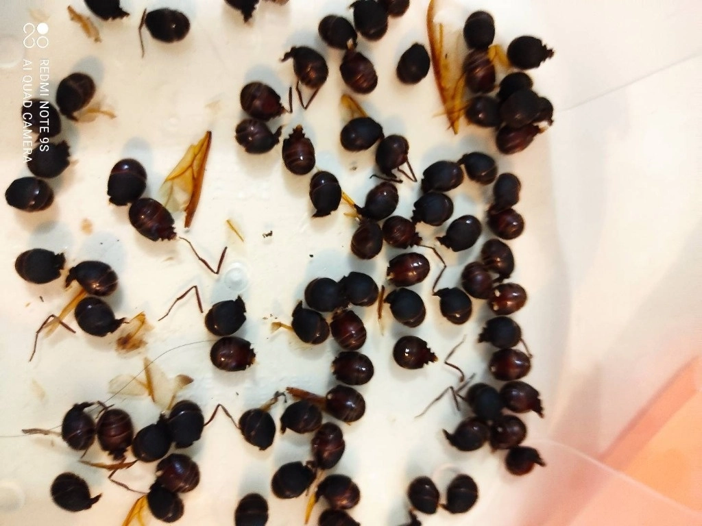 Las hormigas chicatanas pueden ser de gran beneficio para la salud humana. Foto cortesía de los investigadores