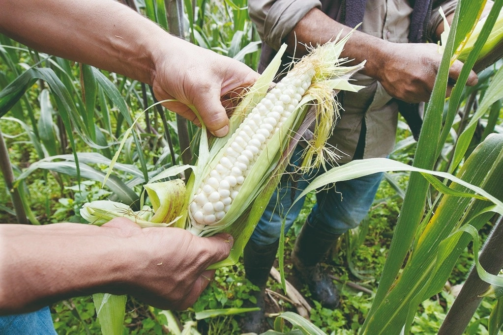 Opositores a la aplicación del agroquímico luchan contra la siembra de maíz transgénico. Foto Cristina Rodríguez



