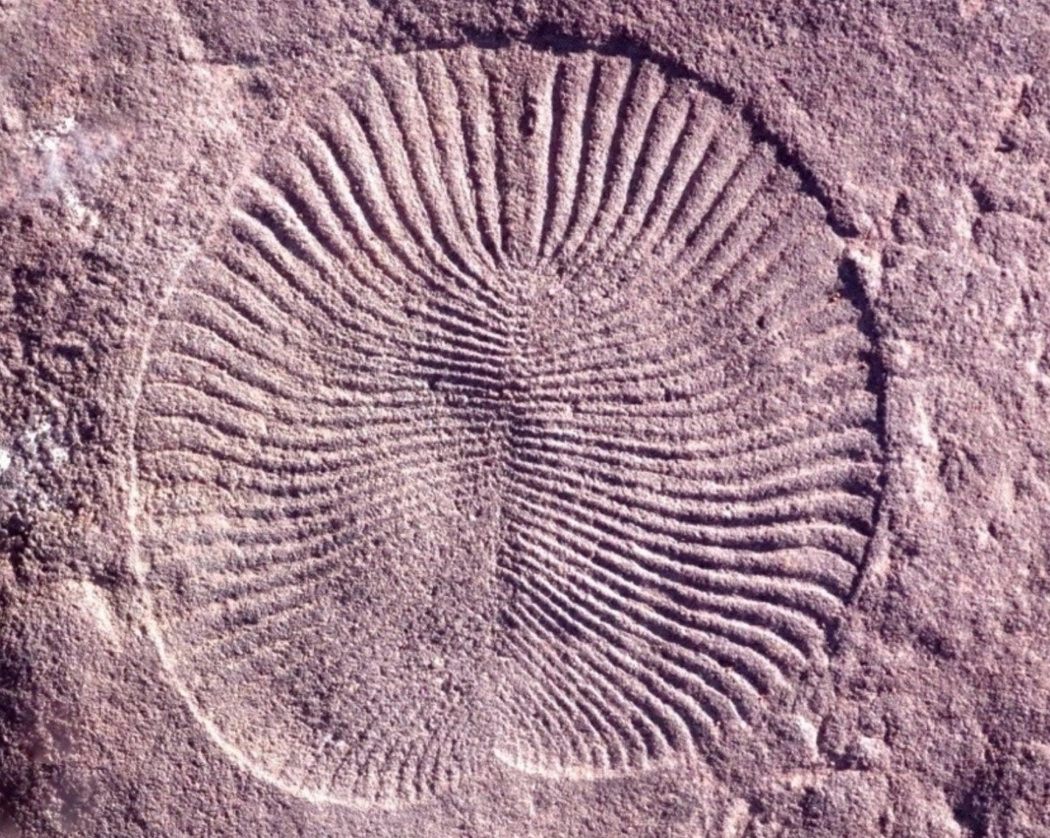 Fósil de dickinsonia, animal de la era Ediacara. Foto Mary Droser / Universidad de California Riverside / Archivo