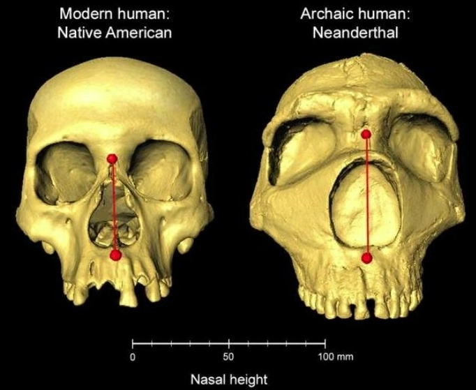 Cráneos de humano moderno (izquierda) y de neandertal arcaico muestran la diferencia en la altura de la cavidad nasal. Foto Kaustubh Adhikari, CUL 