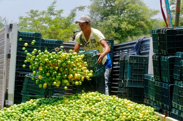 Productores de limón de la Tierra Caliente de Michoacán, durante el acopio de cosechas para su distribución en el mercado nacional. Foto de archivo 'La Jornada'