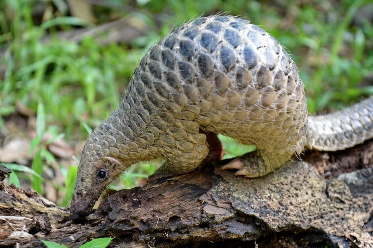 El pangolín el único mamífero cubierto de escamas que existe. Foto Afp