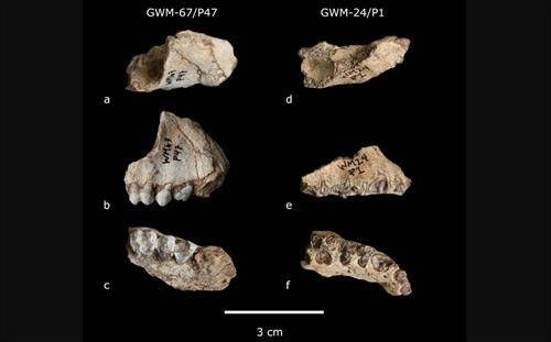 Maxilar de 'Kuseracolobus aramisi' encontrado en Gona, remitido por el Centro Nacional de Investigación sobre la Evolución Humana