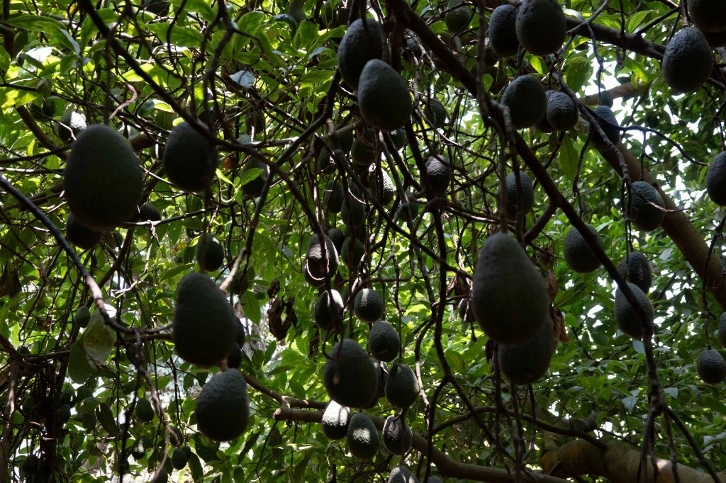 La producción de aguacate en huertas irregulares puede afectar el comercio de este producto con EU. Foto Cuartoscuro / Archivo