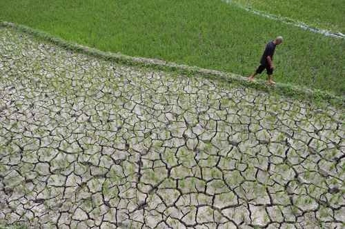 Campo de cultivo de arroz afectado por la sequía en Tianlin, China. Foto Ap / Archivo