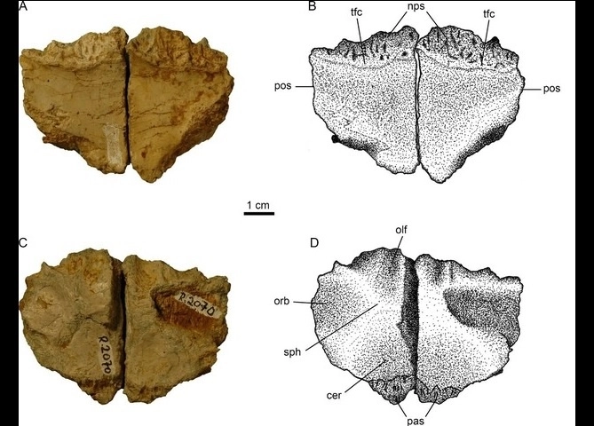 Los huesos craneales del ‘Transylvanosaurus’ ofrecen una visión más amplia de la fauna europea previo a al extinción de los dinosaurios, hace 66 millones de años. Foto Europa Press