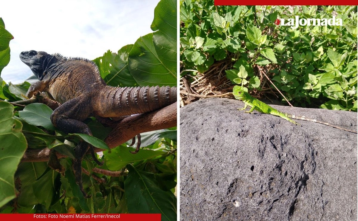En contra de lo que se creía, este nuevo vertebrado nativo para México no fue introducido por los humanos en el archipiélago de Revillagigedo. 