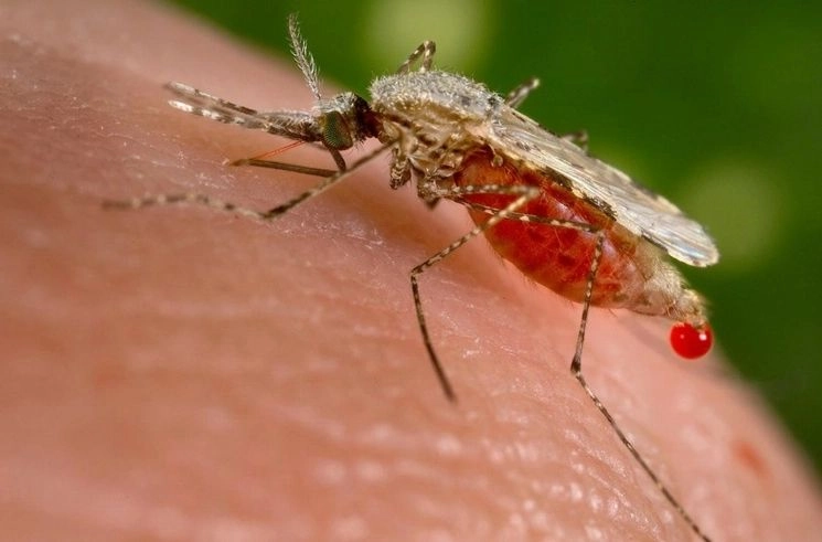 El paludismo, también conocido como malaria, es causado por un parásito protozoario del género ‘Plasmodium’ y los dos tipos más frecuentes son ‘Plasmodium falciparum’ y ‘Plasmodium vivax’. Foto 