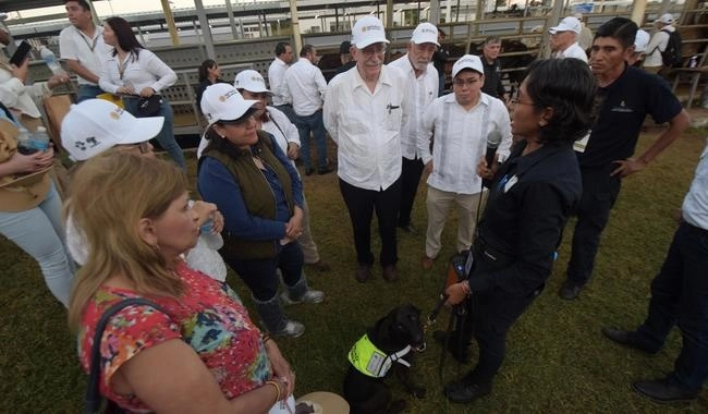 Agricultura inspecciona diariamente más de tres mil cabezas de ganado. Foto Sader
