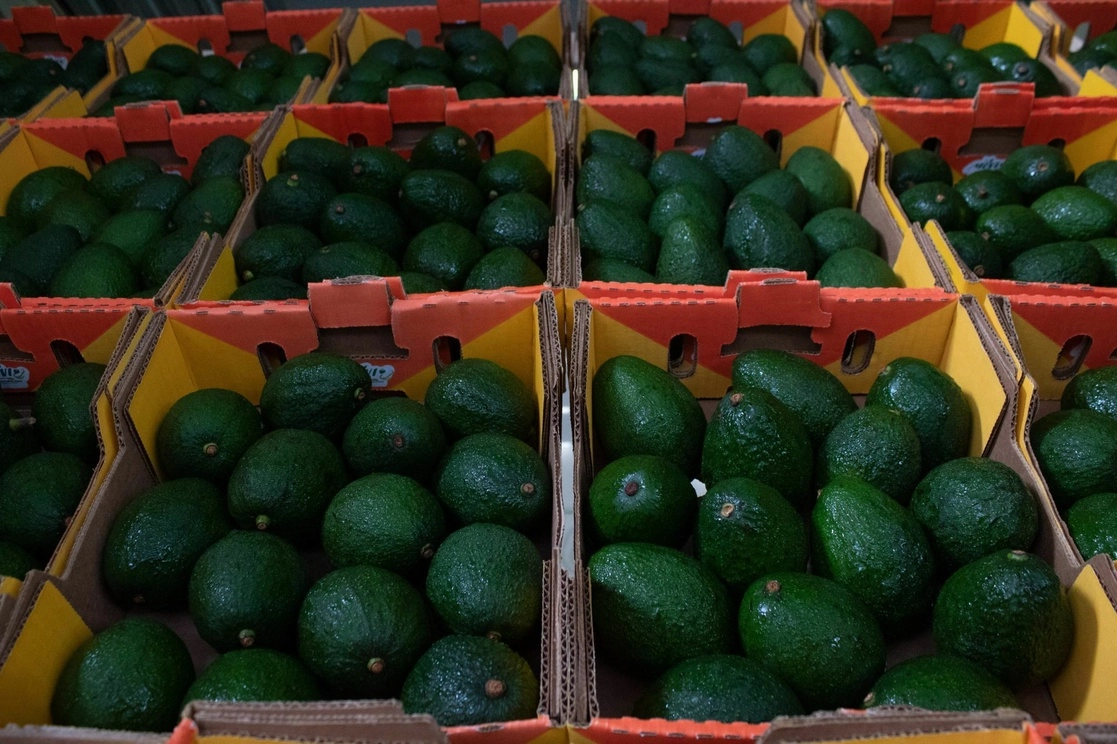 Aguacate de Jalisco para exportación. Foto Cuartoscuro