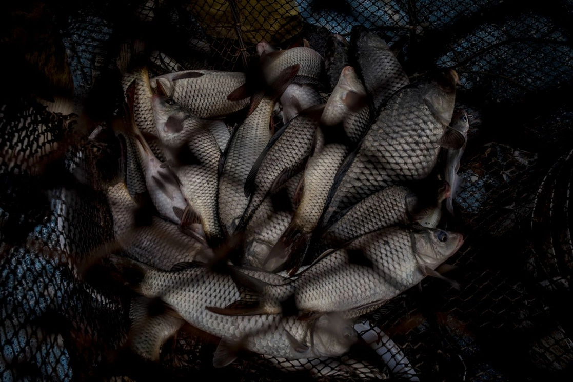 Pese a que México tiene más de 11 mil kilómetros de litorales, importó más de 67 mil toneladas de tilapia. En la imagen, ejemplares de carpa atrapados en una red. Foto Cuartoscuro / Archivo 