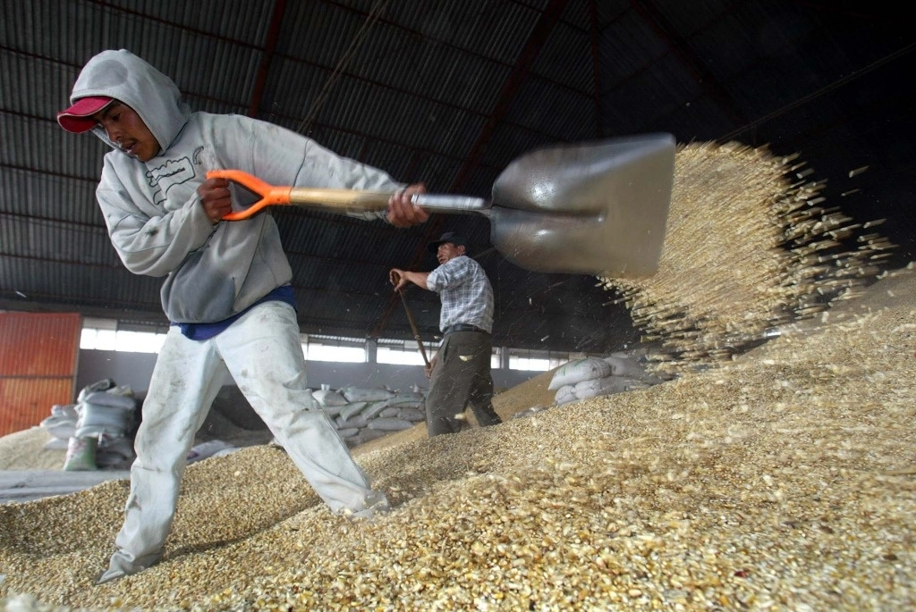 Trabajadores palean grano en una bodega de la organización Juan de la Granja, propietaria de la Industrializadora de Maíz Mexicano, en el municipio de Grajales, Puebla. Foto ‘La Jornada’