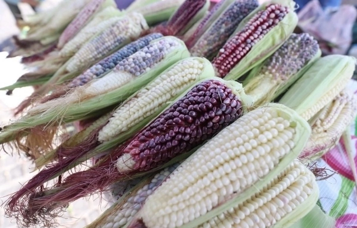Mazorcas de maíz en imagen de archivo. 