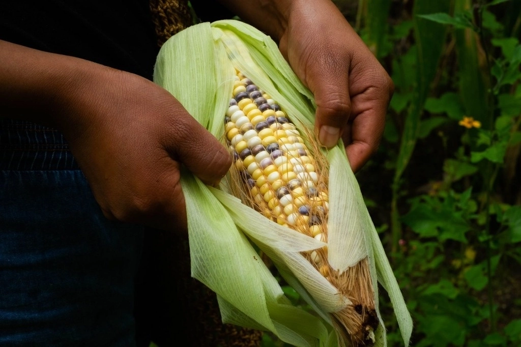 Cosecha de maíz en Los altos, Chiapas. Foto