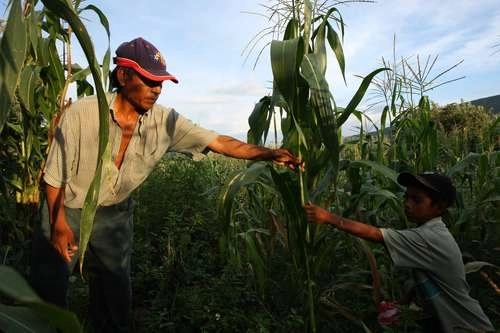 El valle de Valsequillo, región óptima para sembrar maíz. Foto José Carlo González/archivo