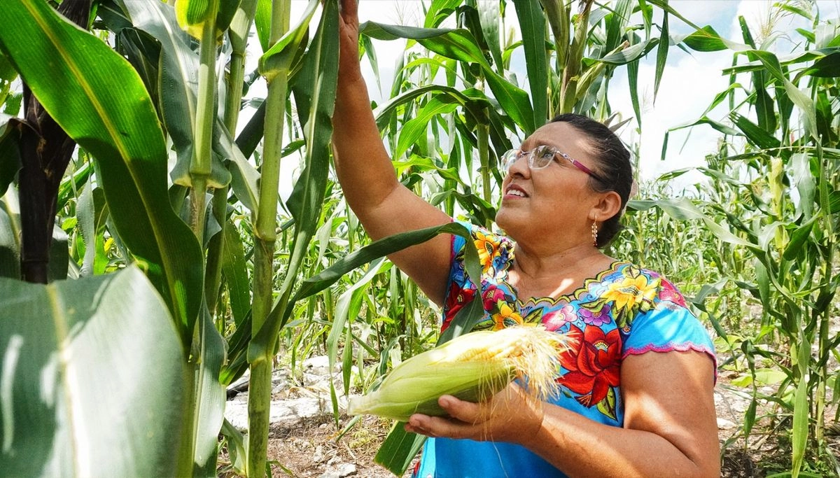 Destacan la puesta en marcha de estrategias para el consumo de alimentos saludables y culturalmente adecuados. Foto 
