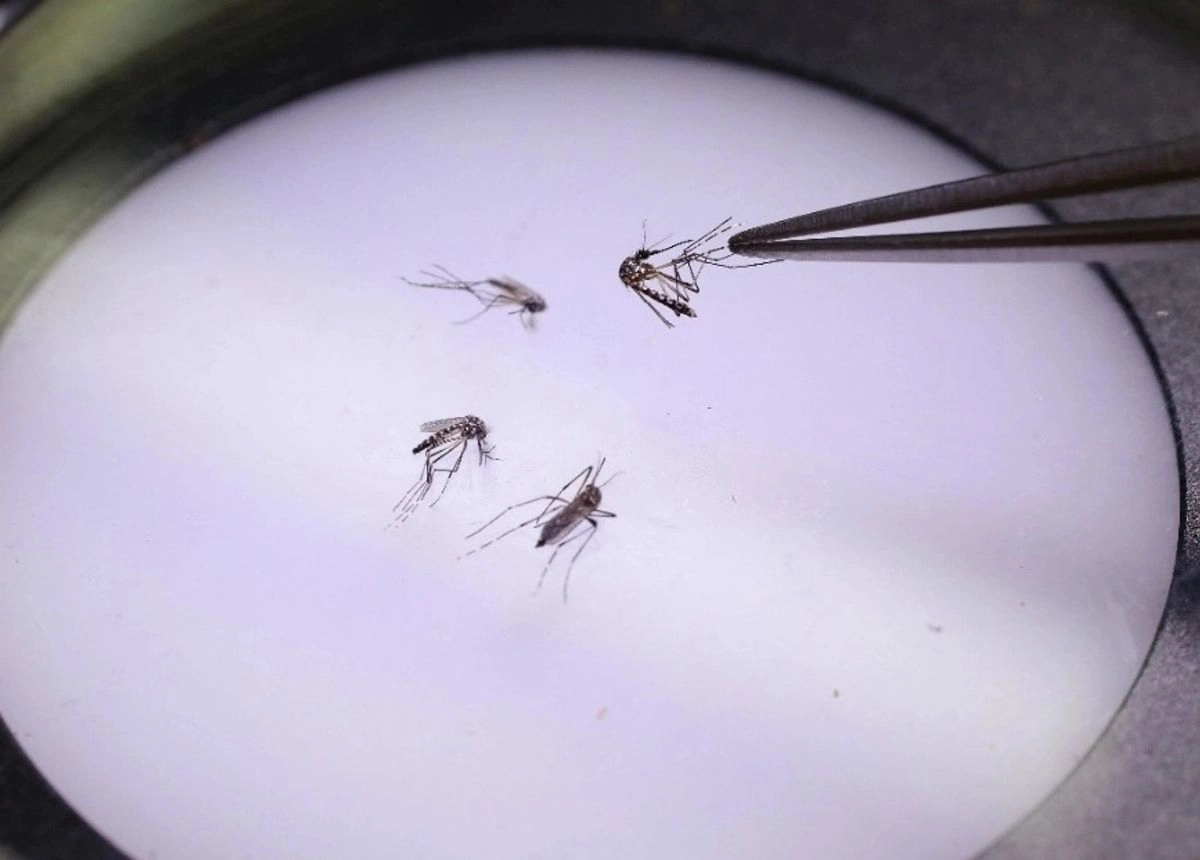 Para evitar la picadura del mosquito, especialistas recomiendan usar repelente, mosquiteros y ropa de manga larga. Foto 