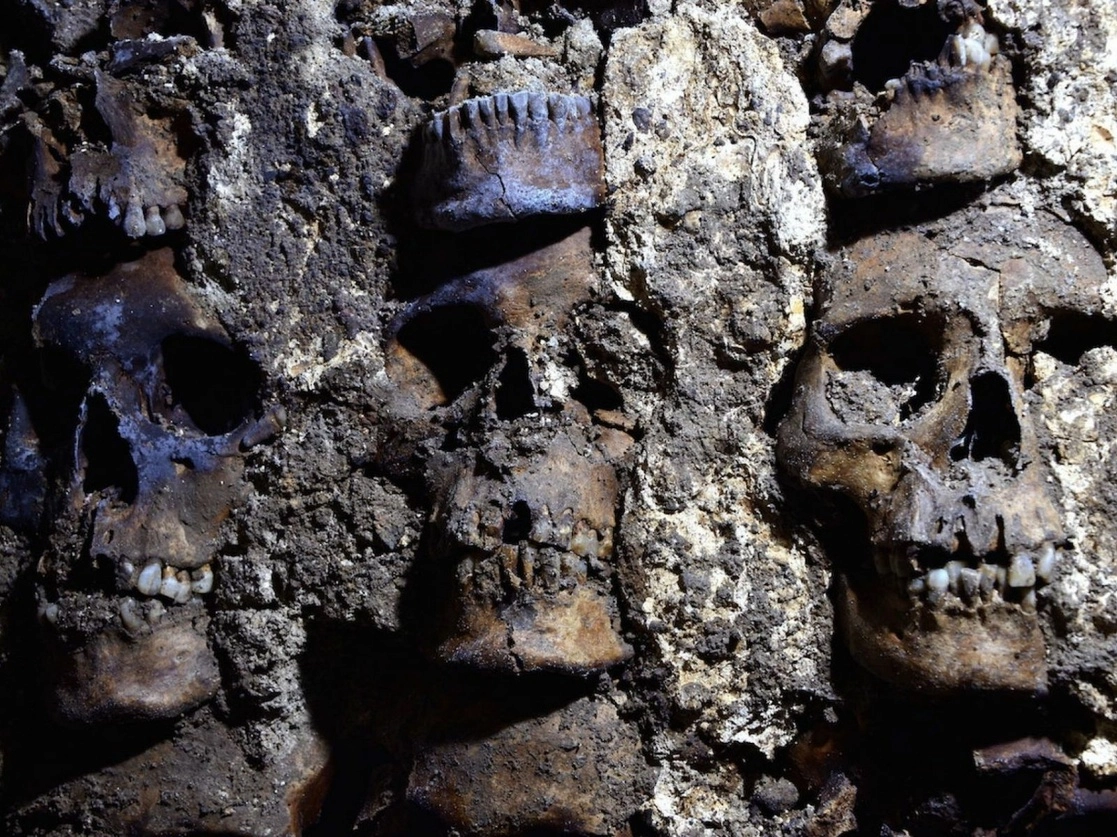 Cráneos humanos hallados en el Centro Histórico que forman parte de un altar al Huitzilopochtli. Foto Cuartoscuro