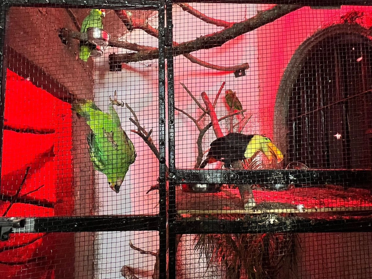 Dentro del inmueble, también se encontraron diversos animales, incluyendo cuatro caballos, tres lobos (dos de ellos lobos mexicanos y uno calupo), cinco perros salvajes, tres loros, dos tucanes y un águila.